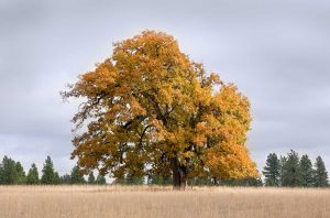 A large oak tree with orange and yellow autumn leaves stands alone in a dry, grassy field under a cloudy sky, with a row of evergreen trees in the background.