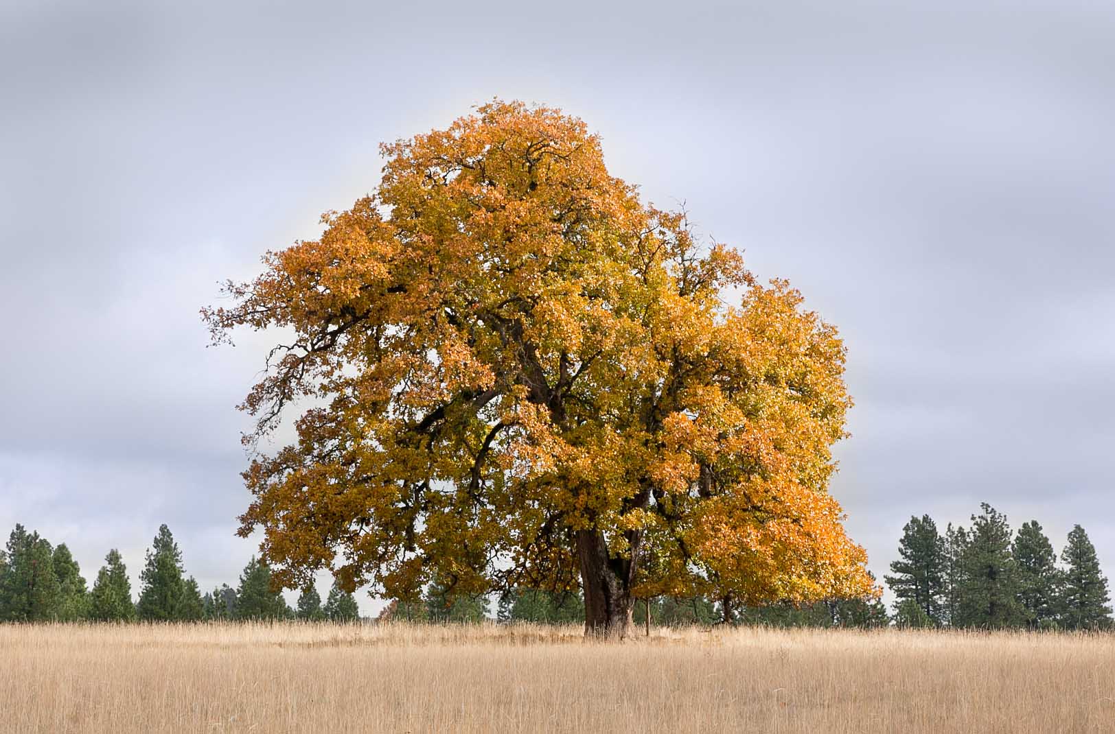 A large oak tree with orange and yellow autumn leaves stands alone in a dry, grassy field under a cloudy sky, with a row of evergreen trees in the background.