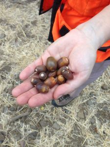 Photo of acorns.