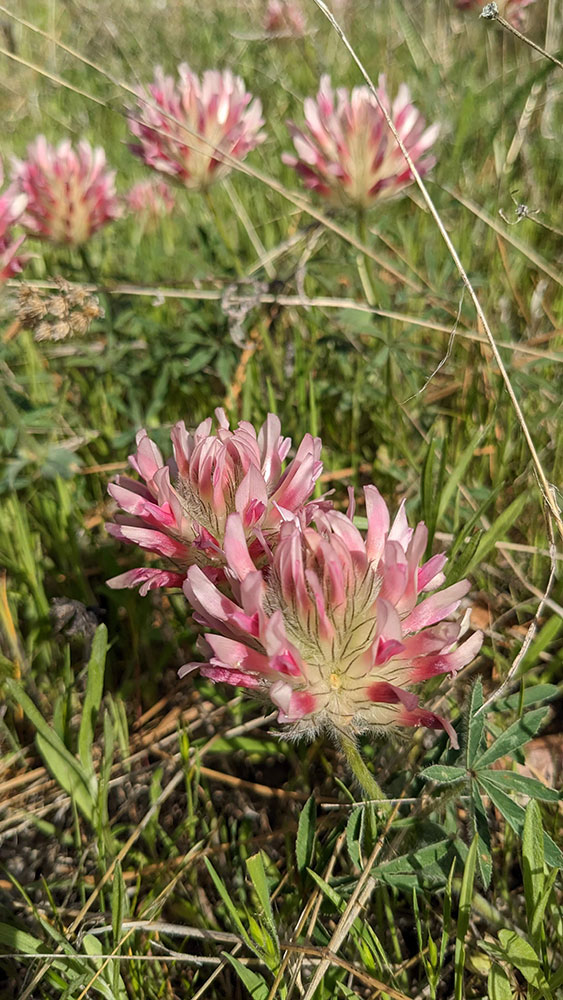 Photo of Big head Clover.