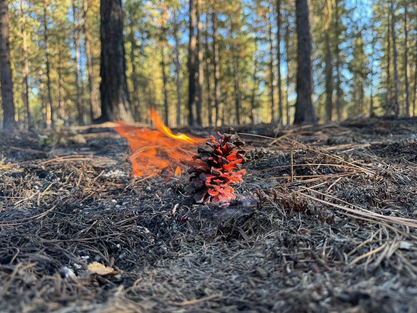 Photo of pine cone on fire.