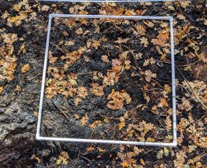 Photo of burn severity.