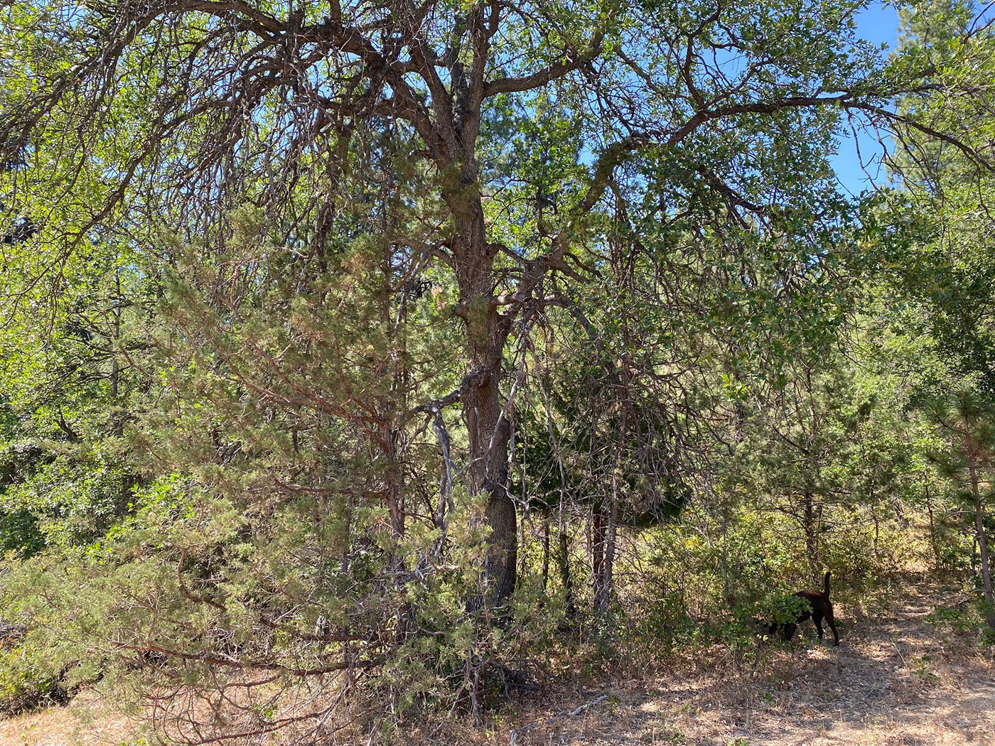 A large tree stands in a sunlit, wooded area with dense green foliage. A black dog is partially hidden among the bushes and shadows to the right of the tree.