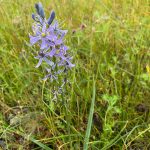 Photo of Common camas.