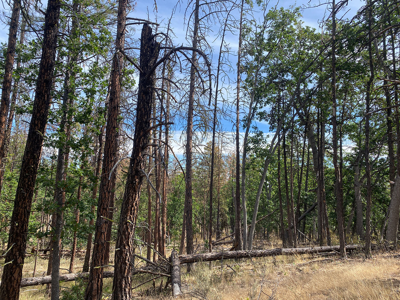 A forest scene with tall trees, some alive with green leaves and others dead with bare branches. Fallen trees lie across dry grass on the forest floor under a partly cloudy sky.
