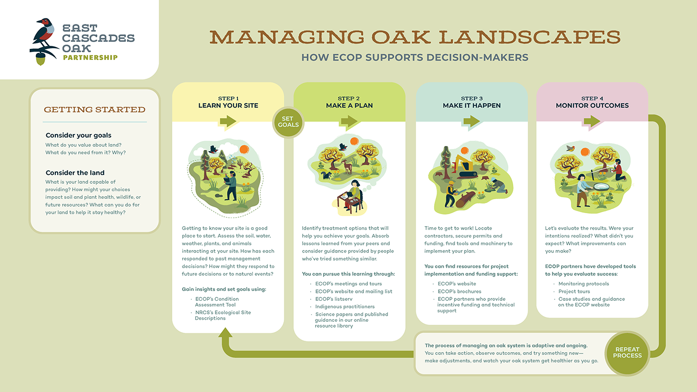 ECOP_Management_Pathway_Wireframe_finalLightGreen