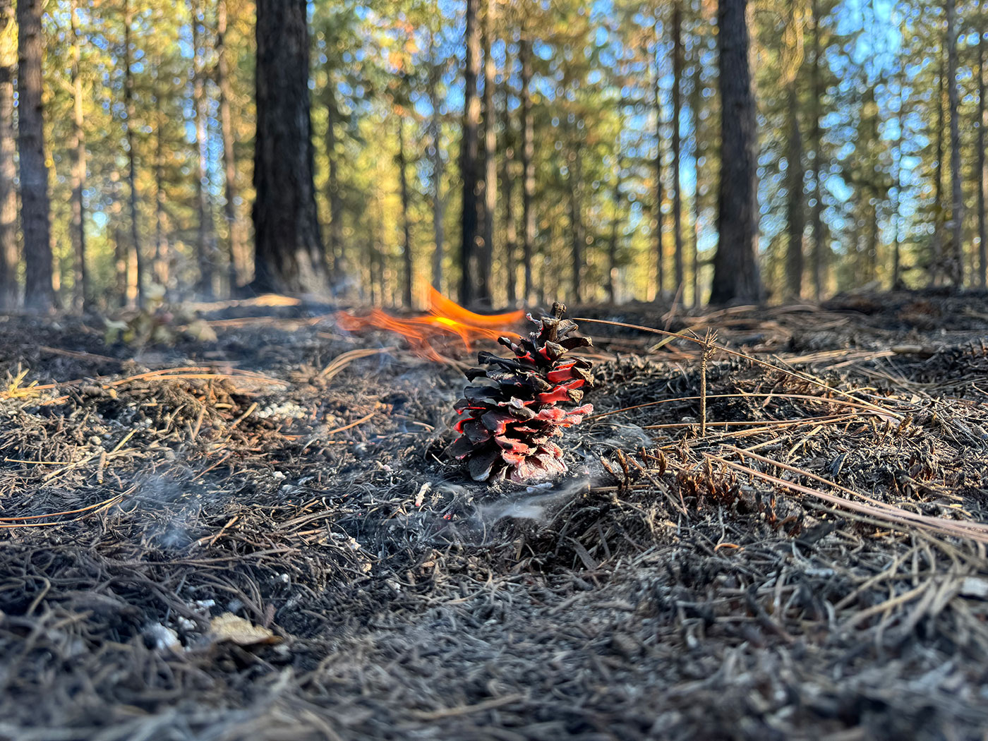 image of pine cone on fire