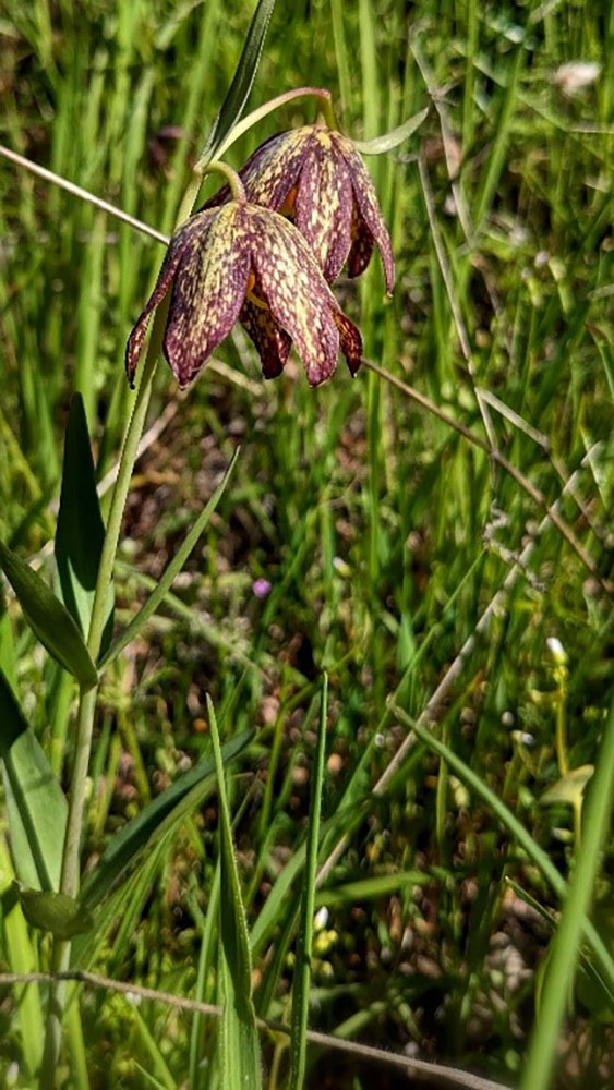 Photo of Fritillaria affinis.