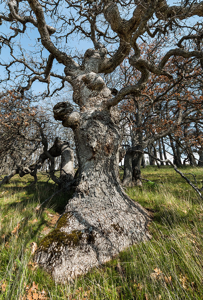A gnarled, old oak tree with thick, twisted branches stands on a grassy hillside, surrounded by other leafless trees under a bright sky. The tree’s textured bark and unusual shape are prominent in the foreground.