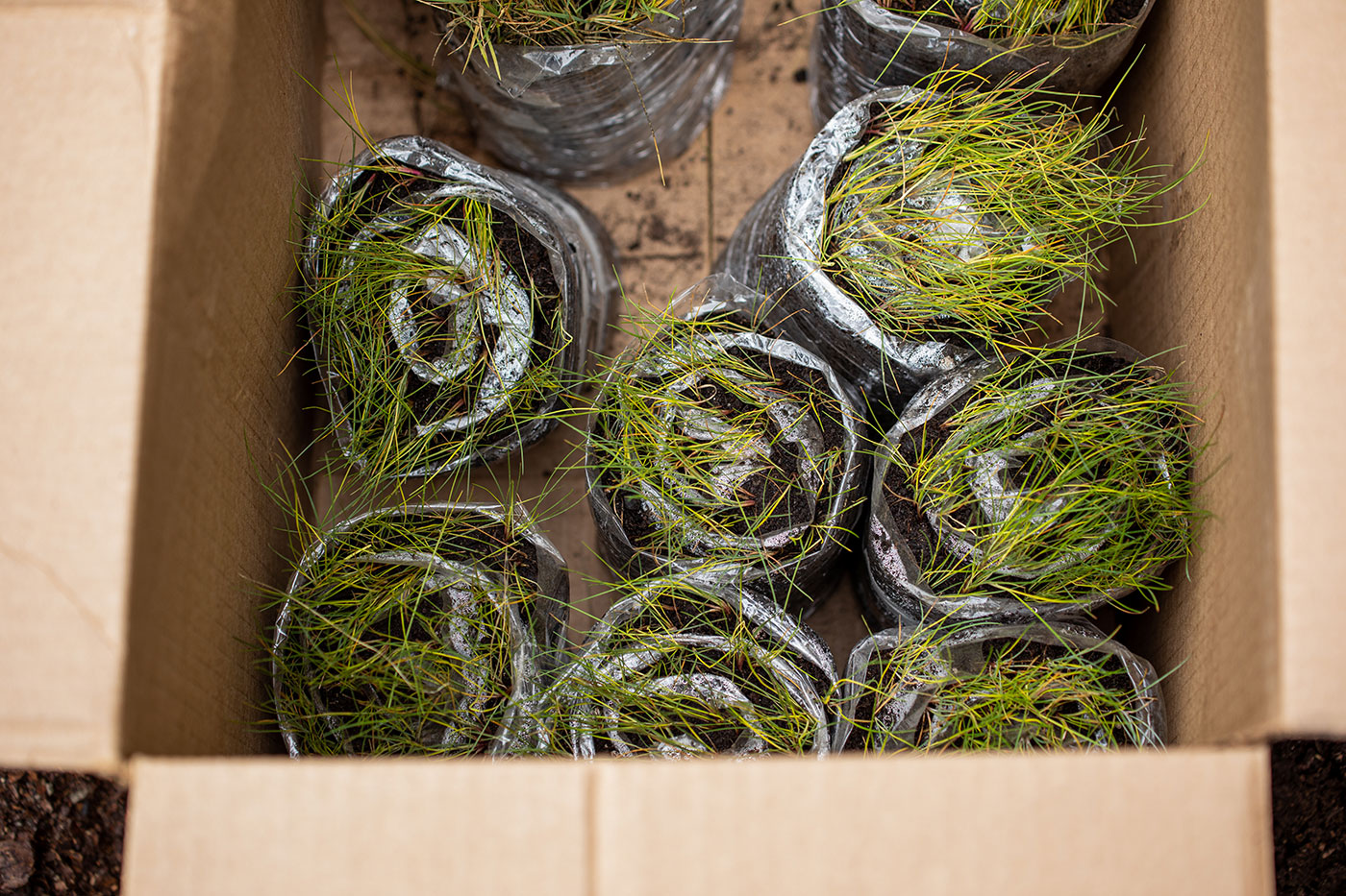 Photo of grass for seeding.