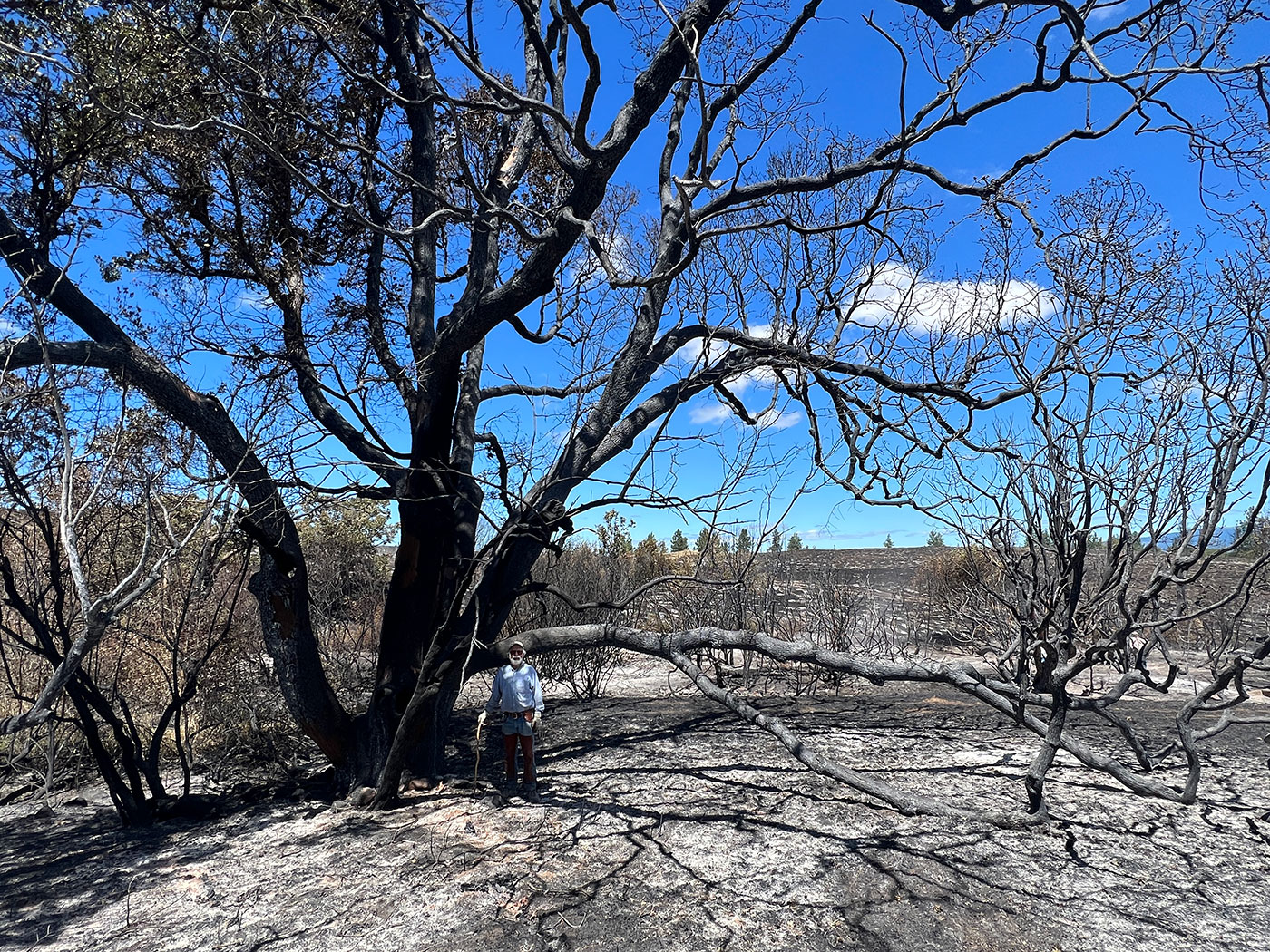 Photo of worker and a big oak.
