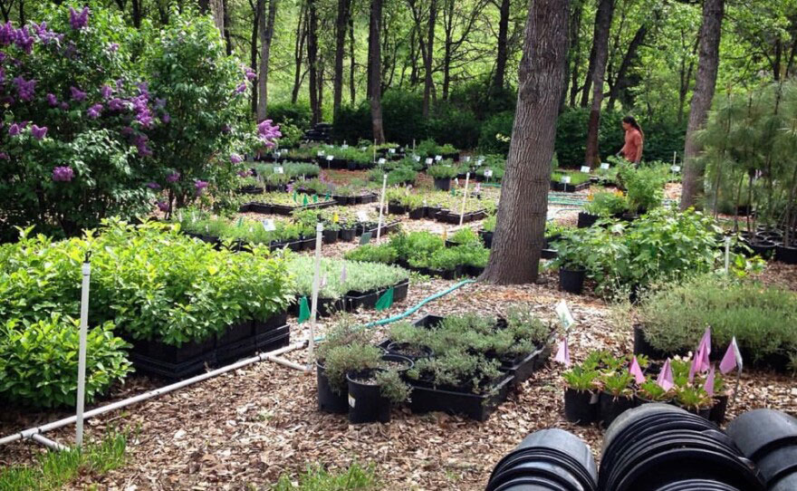 photo of garden beds