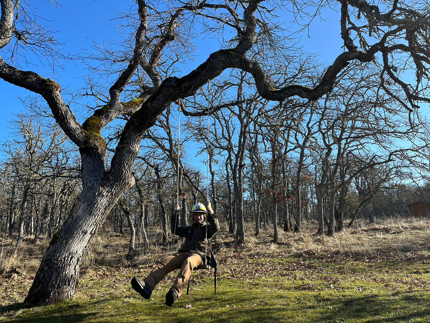 Photo of worker swinging from an oak.