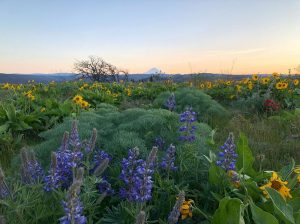 Photo of Wildflowers.