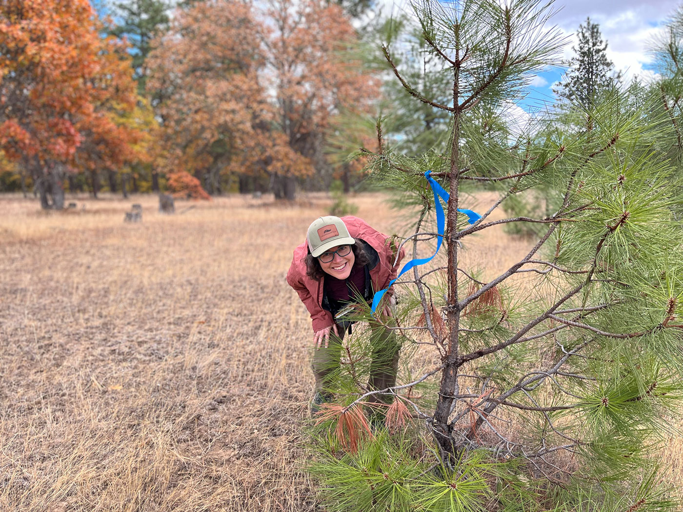 Photo of worker peeking from behind a ponderosa pine.