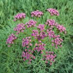 Photo of Lomatium columbianum.