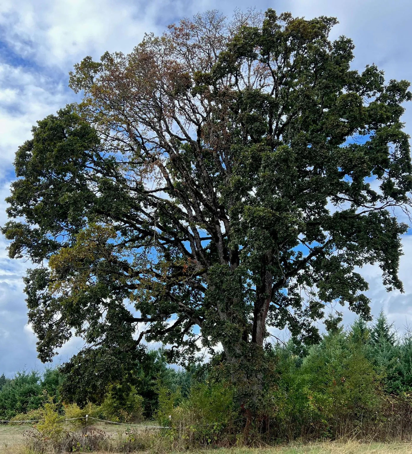 A large oak tree with dense, dark green leaves stands in a grassy field, with smaller trees and bushes in the background under a partly cloudy sky. Some leaves near the top are turning brown.