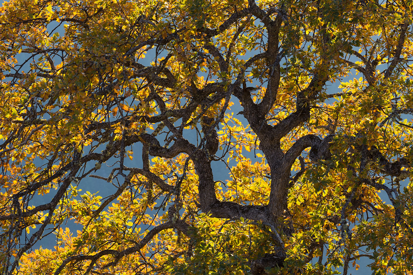 Branches of a tree with yellow autumn leaves create a dense, intricate pattern against a soft blue sky in the background, highlighting the texture and colors of the foliage and bark.