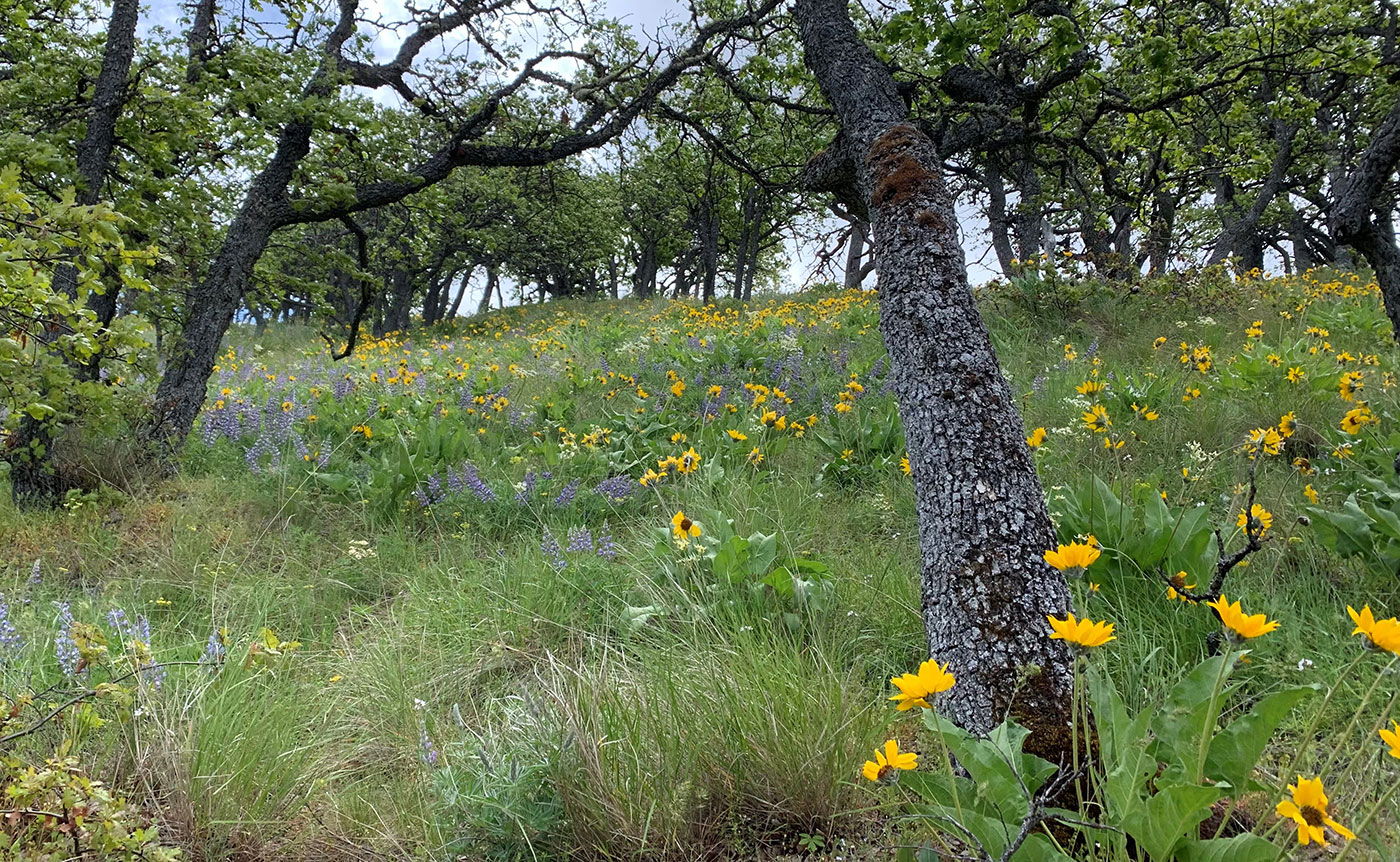 A hillside covered with green grass, yellow wildflowers, and some purple flowers, dotted with leafed trees under a cloudy sky.