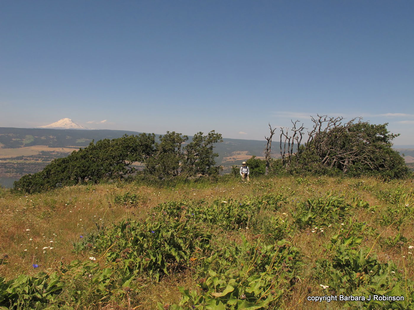 A scenic grassy meadow with wildflowers and green shrubs, a few small trees, and distant mountains under a clear blue sky. A person stands near the trees. Snow-capped mountain visible in the far background.
