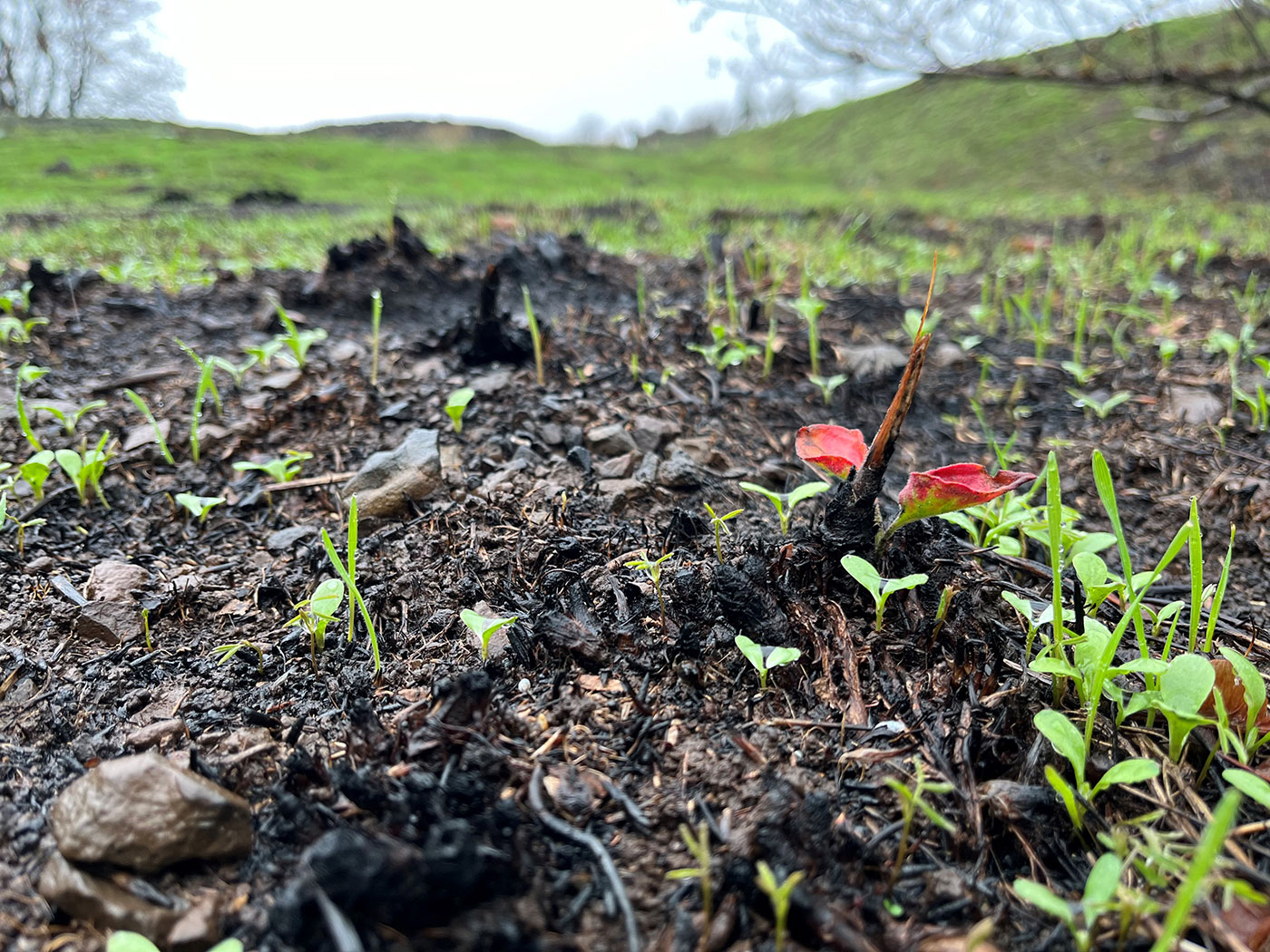 Photo of burnt vegetation.