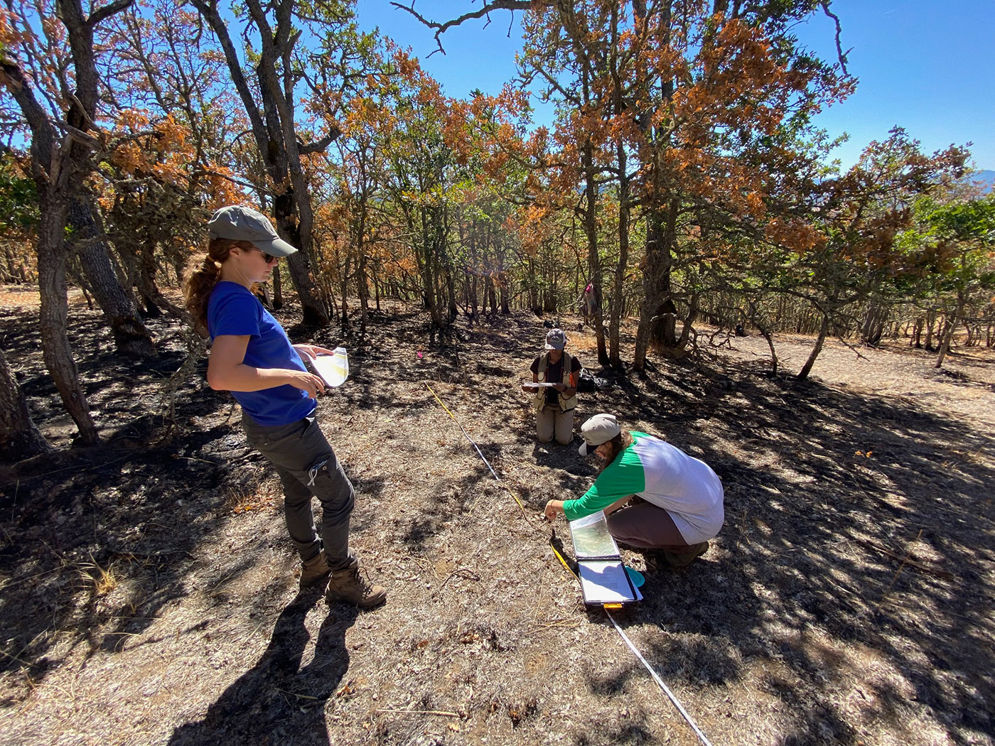 Three people conducting field research in a sunlit, wooded area with sparse vegetation. Two are kneeling by measuring equipment and notes on the ground, while one stands observing and holding a notebook.