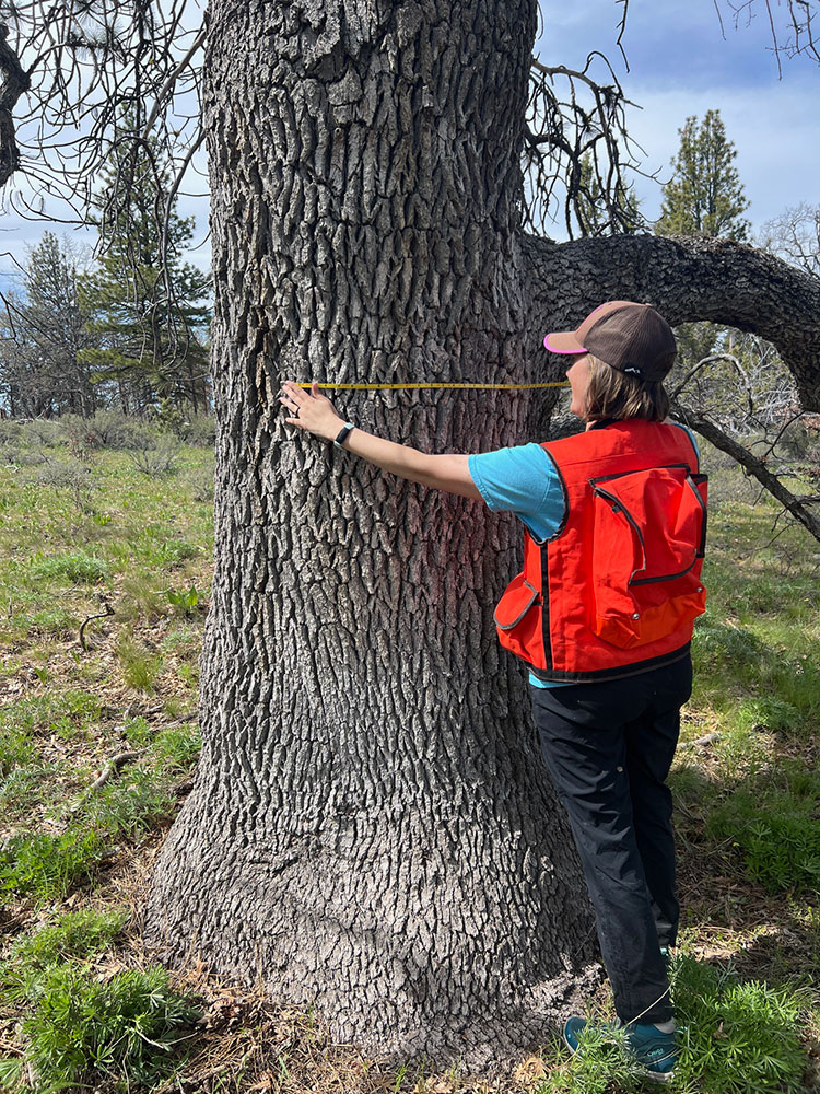A person wearing a red safety vest and cap measures the circumference of a large tree trunk with a yellow measuring tape in an outdoor, grassy area.