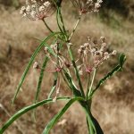 Photo of narrow leaf milkweed.