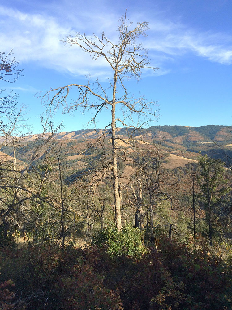 A leafless tree stands in the foreground with green shrubs at its base. Rolling hills and mountains covered with dry grasses and patches of trees stretch into the background under a blue sky with wispy clouds.