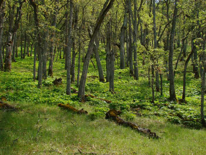 A lush, green forest with tall, slender trees and abundant undergrowth. Sunlight filters through the leaves, illuminating patches of grass and moss on the forest floor.