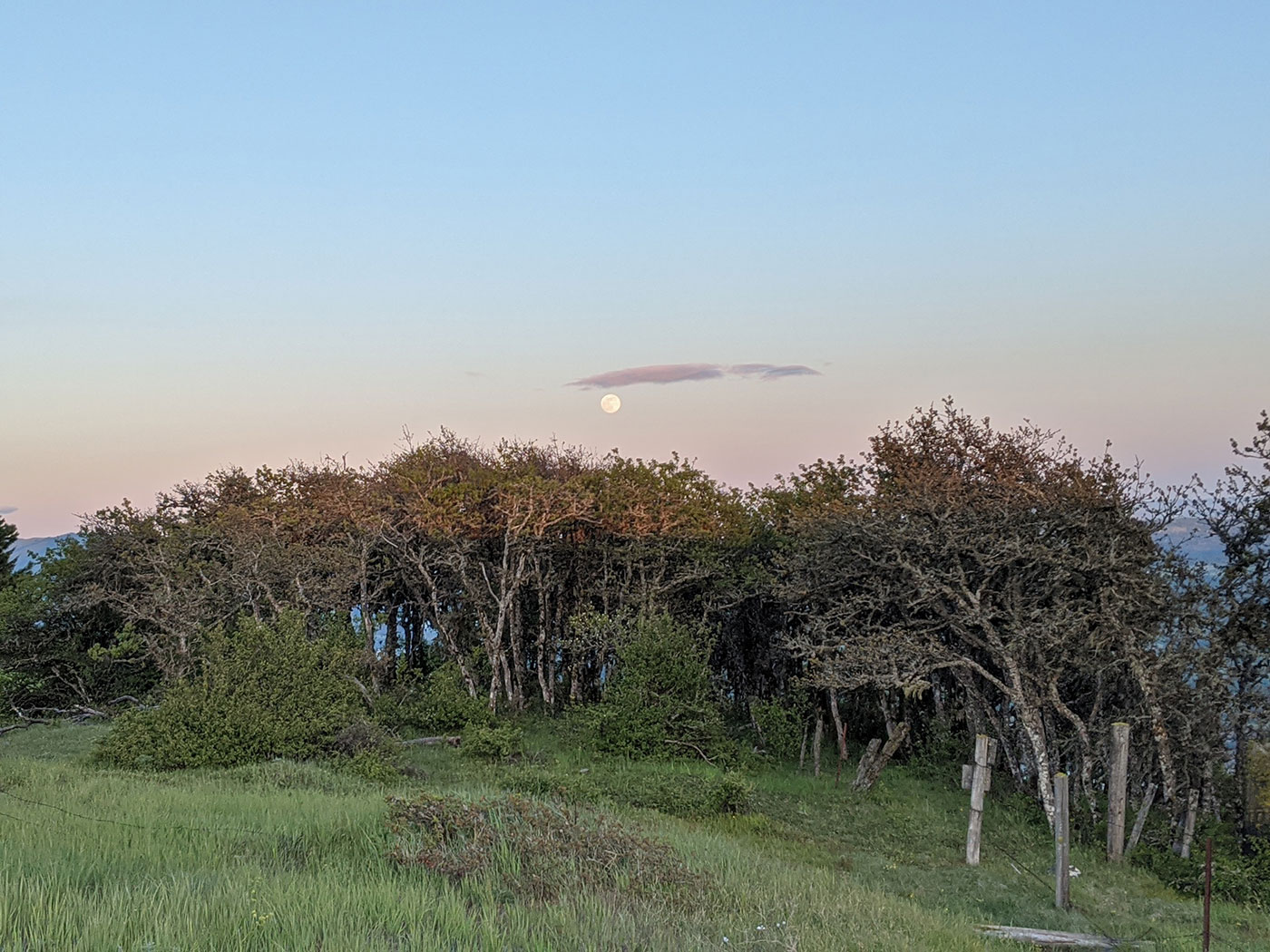 A group of leafing trees stands in a grassy field at sunset, with the full moon visible low in the sky above the treetops and a small cloud nearby. The sky fades from blue to light orange near the horizon.