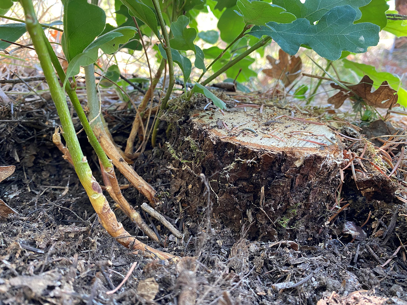 Close-up of a tree stump surrounded by soil, small green branches, and new shoots growing from its base, with leaves and forest floor debris visible in the background.