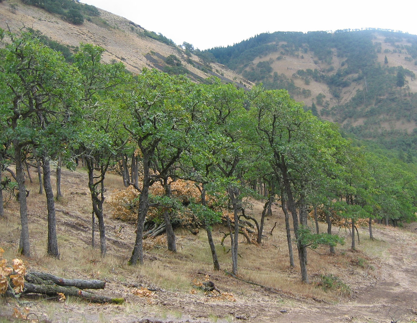 Oak trees with green leaves grow on a dry, grassy hillside with fallen branches. In the background, larger hills or mountains rise, partly covered with trees and shrubs under an overcast sky.
