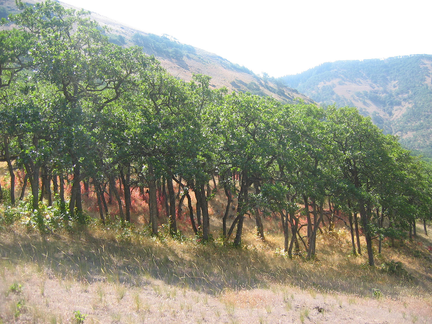 A grove of green trees stands on a grassy hillside, with sunlight casting shadows on the ground. In the background, rolling hills and sparse vegetation are visible under a bright sky.