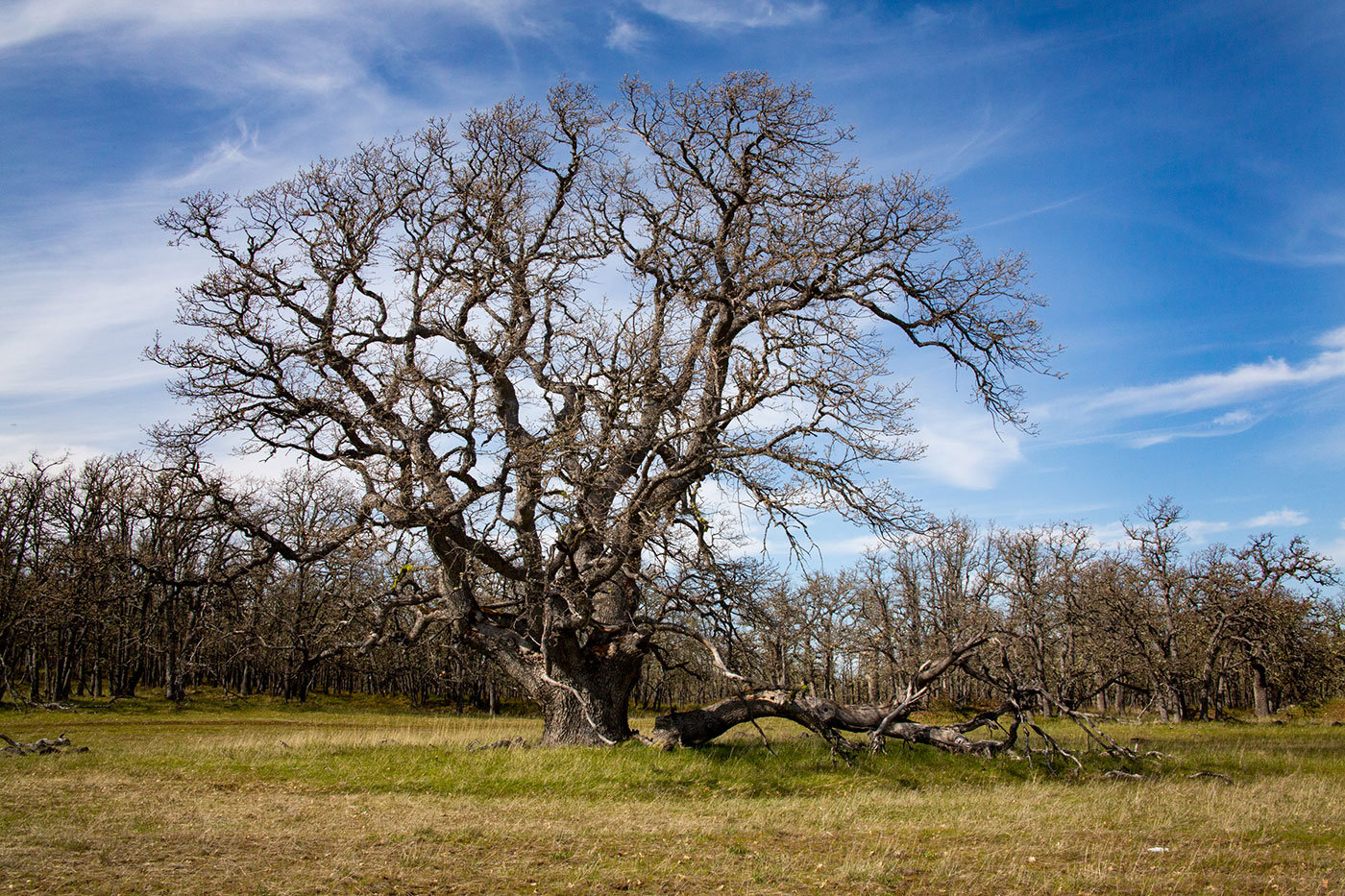 Photo of Open Grown Oak.