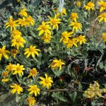 Photo of Oregon sunshine.