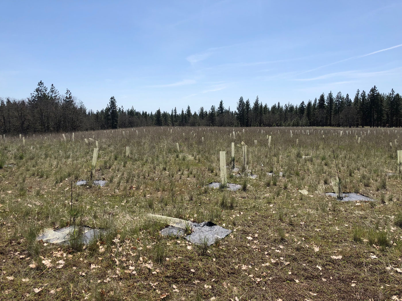 A grassy field with young trees protected by plastic tubes, spaced out across the area, under a clear blue sky with a forest in the background.