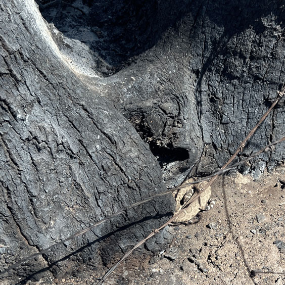 Photo of Rattlesnake under burned tree.