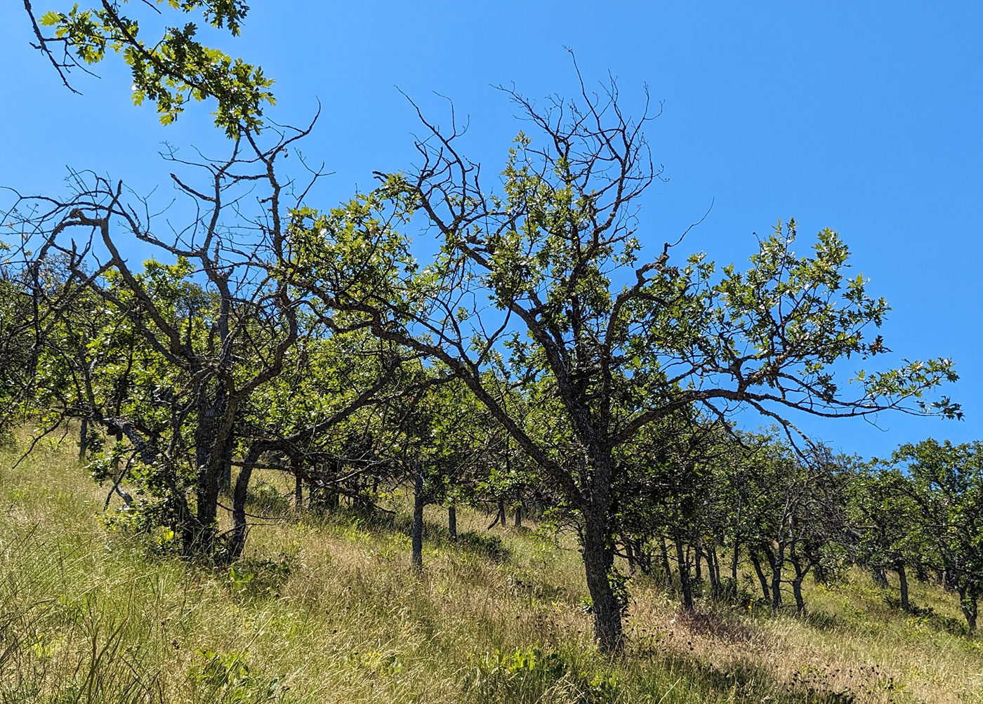A hillside covered with green grass and scattered trees with sparse leaves under a clear blue sky on a sunny day.