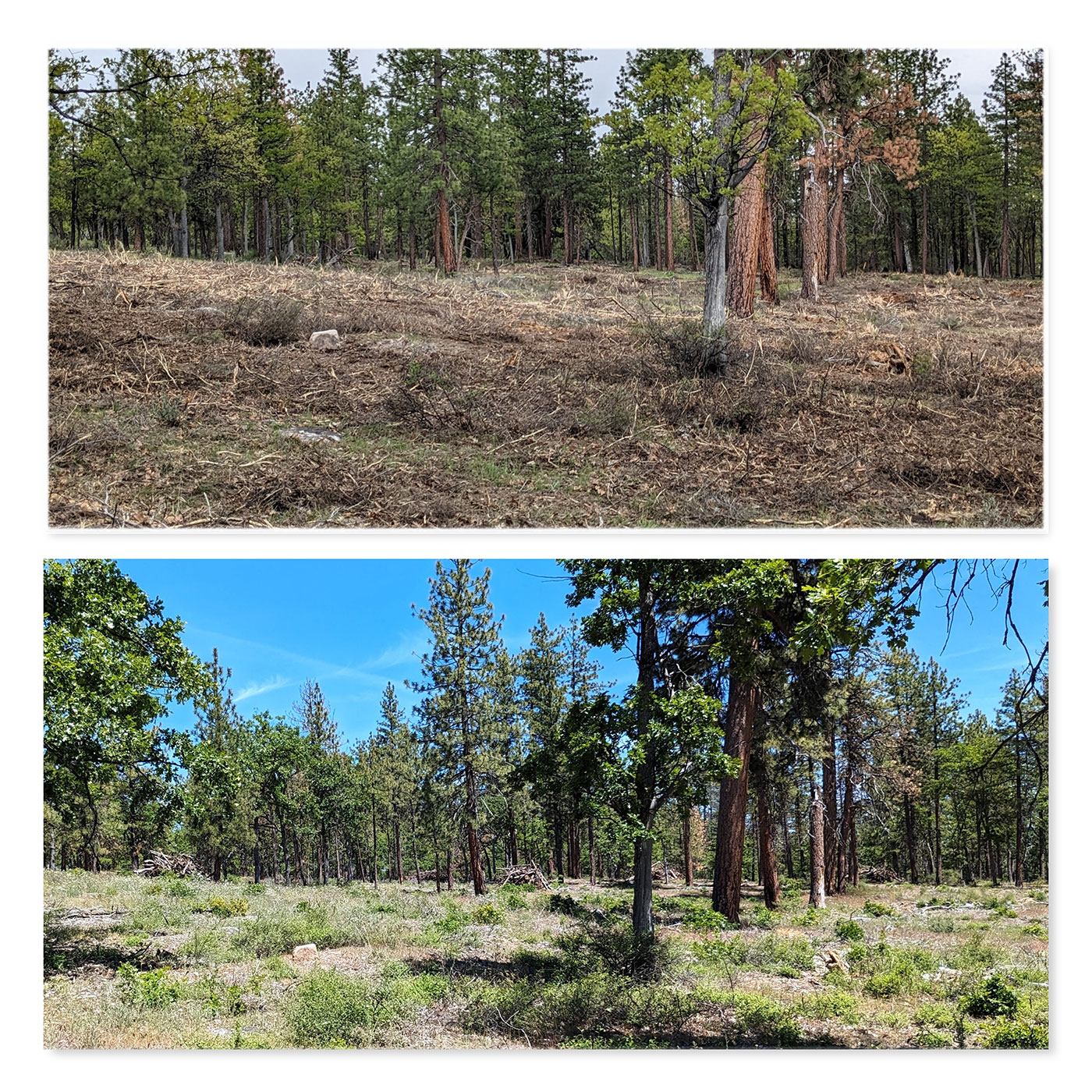 Split image showing two forest scenes: the top image has sparse vegetation and cleared ground with scattered trees; the bottom image shows a similar forest area with more green vegetation and denser undergrowth.