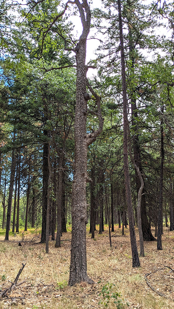 A dense forest with tall pine trees and dry grass covering the ground. Sunlight filters through the green canopy, casting shadows on the forest floor. The central tree has a thick trunk and rough bark.