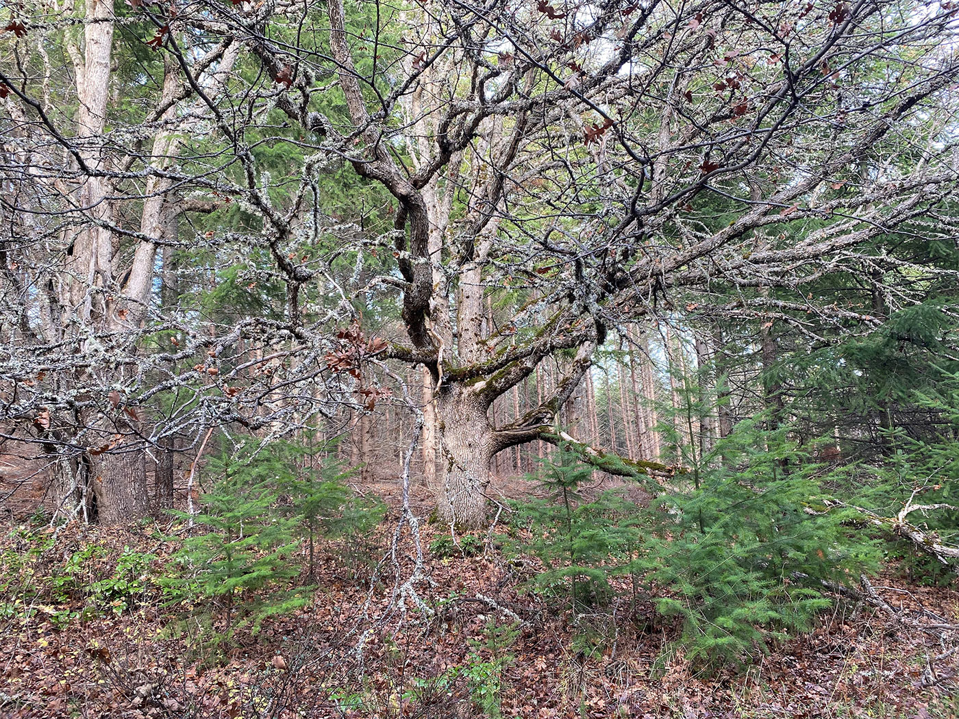 A large, leafless tree with twisted branches stands in a forest, surrounded by green pine saplings and a mix of dry leaves and grass on the forest floor.