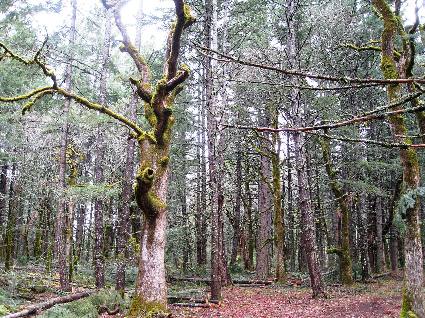 A forest scene with tall trees, some covered in green moss. The forest floor is littered with fallen branches and leaves, and the area appears damp and shadowy, giving a sense of quiet, natural wilderness.