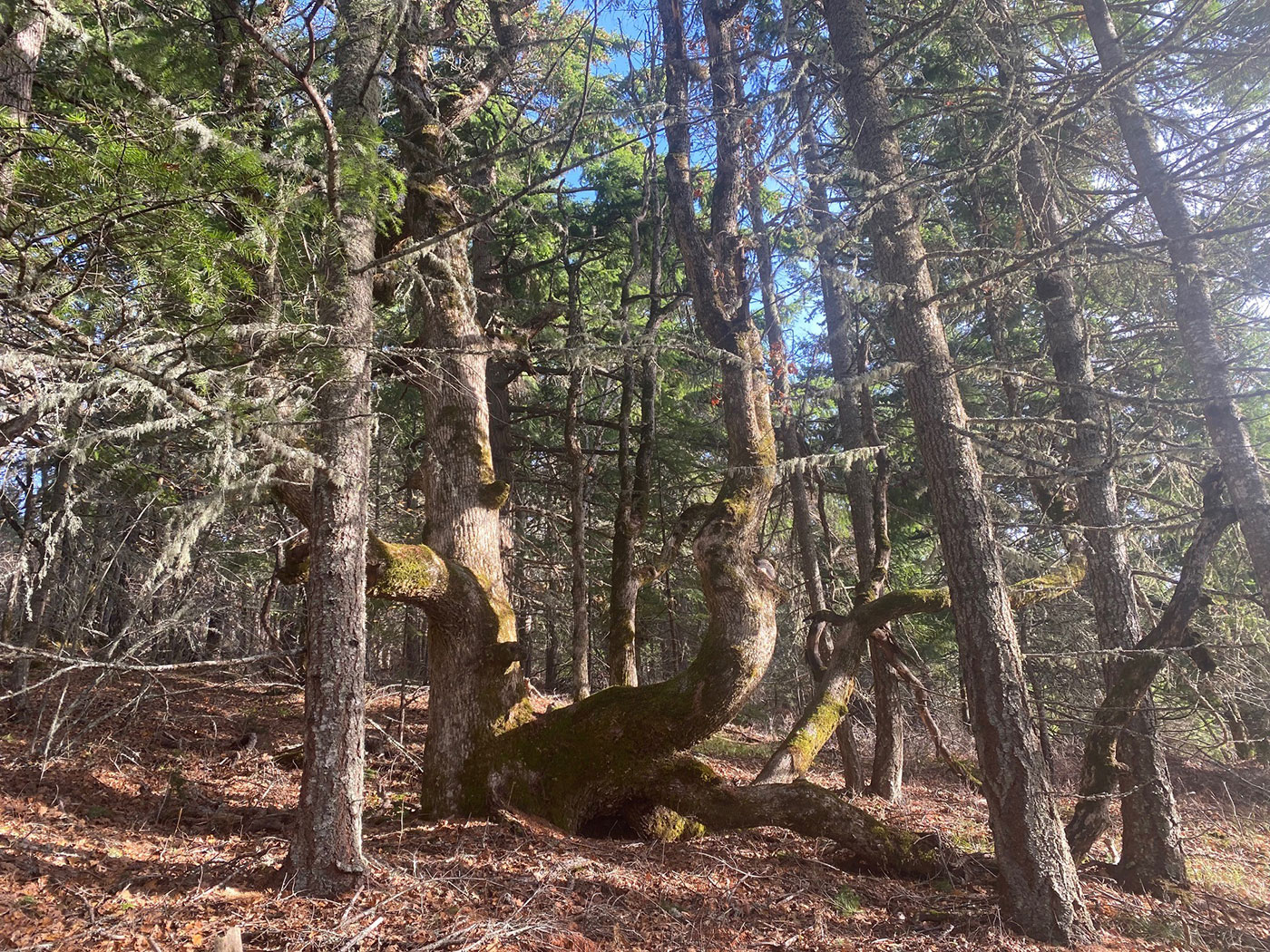 A forest scene with tall, thin trees and a large, bent tree trunk covered in moss on the forest floor. Sunlight filters through the green branches, casting shadows on the brown, leaf-covered ground.