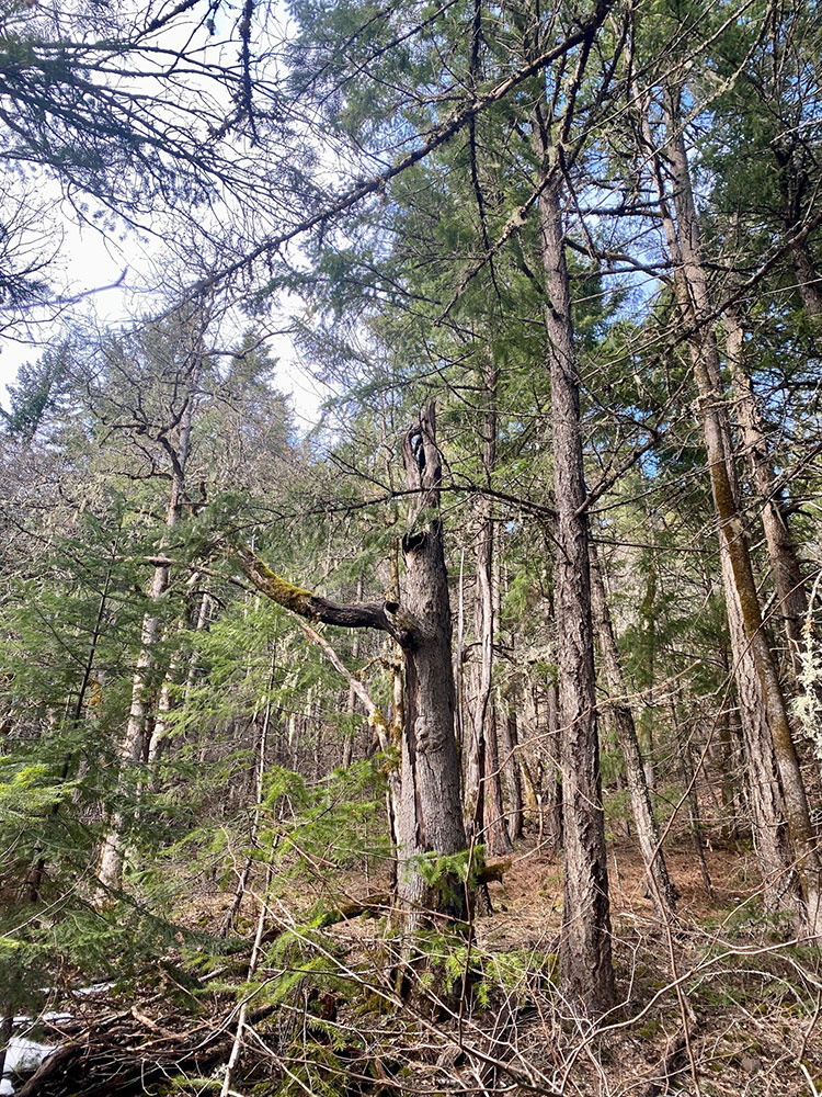A dense forest scene with tall trees, some bare and some with green needles, under a partly cloudy sky. The forest floor is covered with dry leaves and branches. Sunlight filters through the trees.