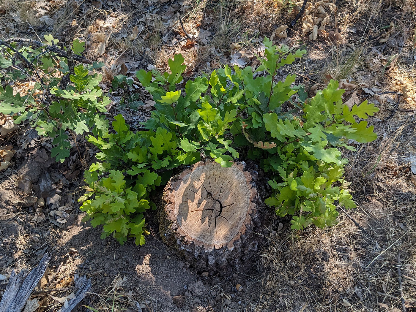 A tree stump surrounded by bright green leafy shoots growing from its base, set in a dry, grassy area with scattered brown leaves and twigs on the ground.