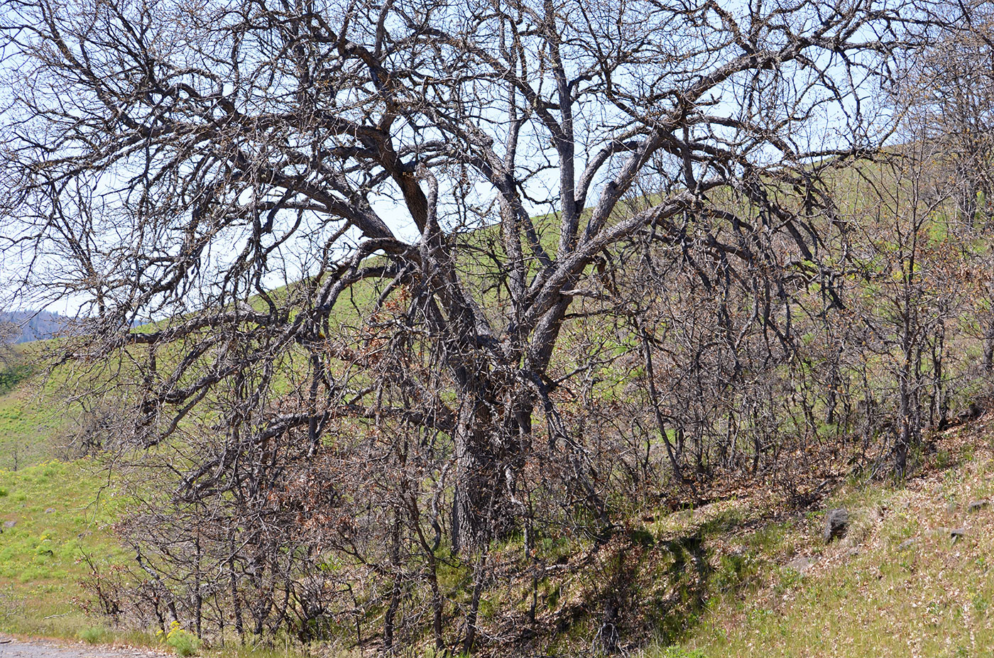 A large, leafless tree with many branches stands on a grassy hillside, surrounded by smaller leafless trees under a clear blue sky.