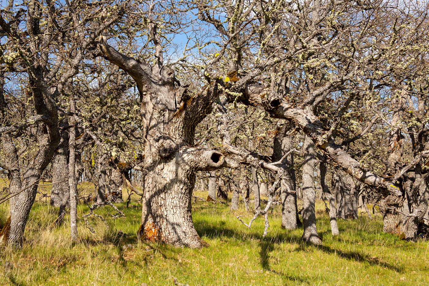 Leafless oak trees with thick, gnarled trunks and branches stand close together in a grassy forest, with sunlight casting shadows on the ground. Patches of green moss and lichen are visible on the bark.