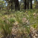 A forest floor with scattered dry grass, green plants, and fallen leaves, surrounded by tall trees with thin trunks in a sunlit woodland setting.