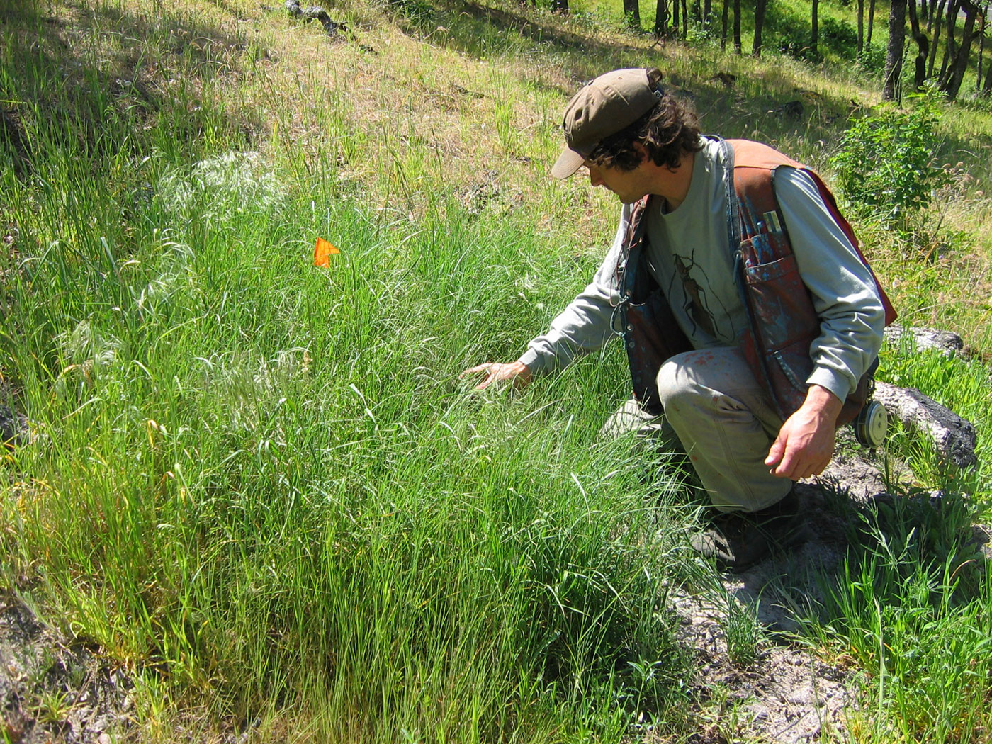 A person wearing outdoor clothing and a cap kneels on a grassy slope, examining tall green grass with an orange flag marking a spot nearby. Trees and sunlight are visible in the background.